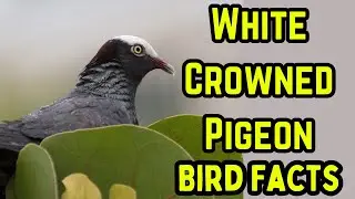 White-crowned Pigeon | Endangered: Documentary (ID, Food, Habitat, Nesting & Behavior)