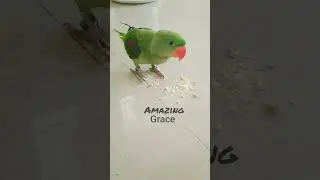 Rio ❤️ The 7 Month Old Alexander Parrot.