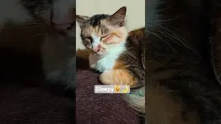 Part 1 sleepy 😺 #cat #relaxingvideo #slepy #kucing