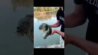 Hand catching snapping turtles an hooking up on carp !