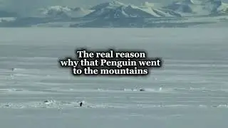 Here is the real reason why damn penguin went to the mountains🏔️#penguin #mountains #fyp #opiumbirds