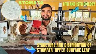 Structure and distribution of stomata upper and lower surface of leafs || class 11th 12th biology
