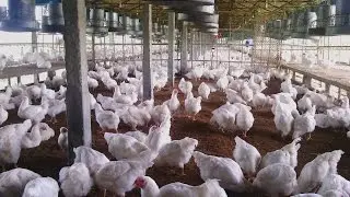 How to start poultry farm, Minimum Ventilation