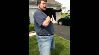 Squeezing cat to help her urinate.