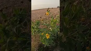 Root River Park Rochester, MN #rootriver #rochestermn #djidronevideo #sunset #sunflower #postmalone