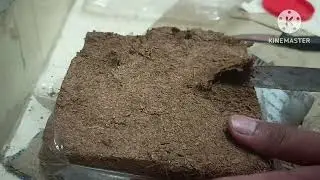 king Chilli plantation, using cocopeat #cocopeat