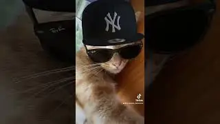 #pourtoi #prt #chat #cat #catsoftiktok #viral #foryou #ky&uuml;bi #labandedaminous
