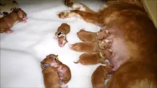 The Milk Bar