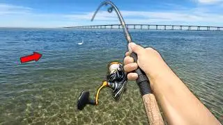 I Found a FEEDING FRENZY.. (Wade Fishing)