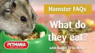 What do hamsters eat? - Hamster FAQs with Bobby Ortiz
