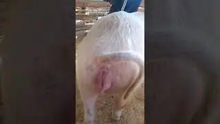 Ufugaji wa nguruwe