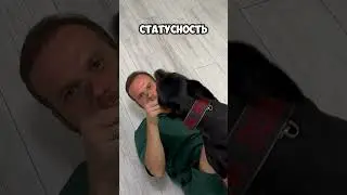 Держите свой статус #собака #доберман #pets #doberman #собаки #животные