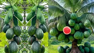 How to grow and propagate papaya tree with watermelon fruit to get more fruit in a short time