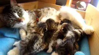 Katzenmama säugt ihre Babies