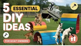 5 Essential DIY Playground Equipment Ideas For Goat Owners