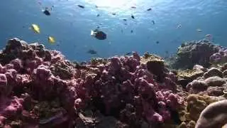 The Phoenix Islands Protected Area: A Model For Recovery