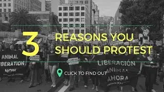 Looking for reasons to protest for animals? Here are THREE!