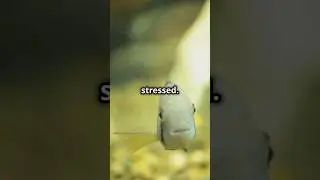 Fish Stress How to Recognize the Signs! #stressrelief #aquarium #aquariumfish #aquariumhobby #fish