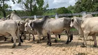 Seleccionando Toros brahman gris para reproductores 👍