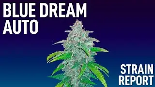 AUTO BLUE DREAM