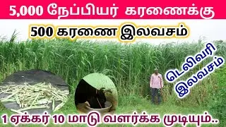 சூப்பர் நேப்பியர் கரணை தமிழ்நாடு முழுவதும் டெலிவரி இலவசம் | வருடம் முழுதும் பசுதீவனம் மாடுகளுக்கு 