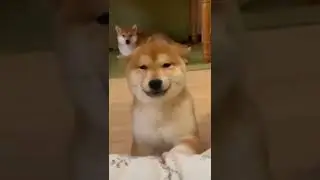 the shiba dance