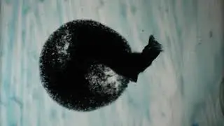 Europa - P&aring;l Nyberg
