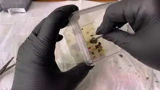 Lophophora williamsii plant tissue culture subculture