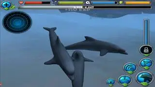 🐬Dolphin Simulator, Live The life of The Dolphin