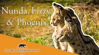 WATCH Serval Companions Phoenix, Nunda, and Lizzy Day 5 || The Wildcat Sanctuary