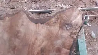 First Stump Milled 3ft long Northern California Black Walnut  Greens Red Brown Juglans Hindsii Claro