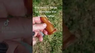 how to help a newborn lamb learn how to suckle