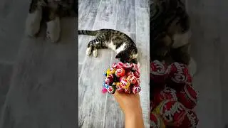 Oddly Satisfying Reverse Cat Video🍭🎈 #shorts