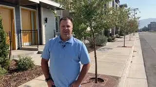 Urban Tree Plantings with Structural Soil