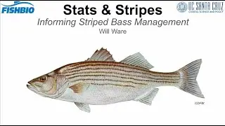 Striped Bass Ecology: Predicting Occupancy on the Lower Stanislaus to Inform Research & Management