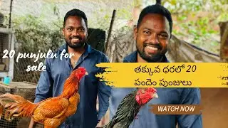 Pendhem punjulu for sale 20 punjulu in less budget | తక్కువ ధరలో 20 పందెం పుంజులు 