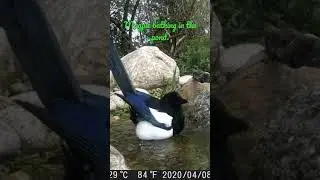 Magpie bathing in our #wildlife pond #shorts