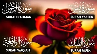Calming recitation Of Surah Yaseen, Surah Rahman, Surah Waqiah, Surah Mulk #quran 