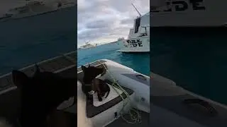 Taking our dog to shore on the dinghy