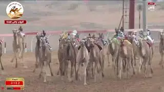 الشوط 6 .. منحاف لـ محمد حميد محمد الحجري 6:06:33( مهرجان الشيخ محمد بن زايد 2025 )