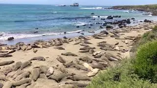 San Simeon Elephant Sesls