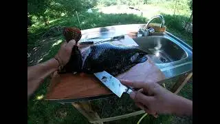 filets de vieille sans arr&ecirc;tes