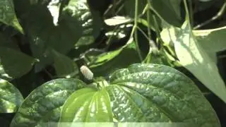 Piper nigrum Common Pepper vine