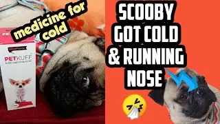 Scooby cold medicine | pug running nose medicine | #pug #scoobypug #pugcare #dogscare