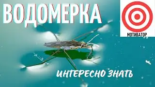 Водомерка. Интересно знать #водомерка