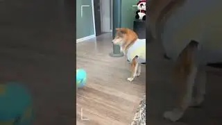 #dogpranks #prankondog #funnydogpranks #dogmischief #dogtricksfail #sillydogpranks