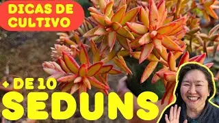 + DE 10 SEDUNS IDENTIFICADOS E COM DICAS DE CULTIVO