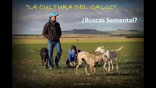 ¿BUSCAS SEMENTAL DE GALGO DE CAMPO?... ATENTO AL VÍDEO...