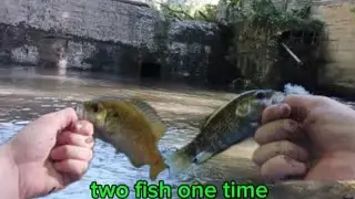 this was fun two fish one time