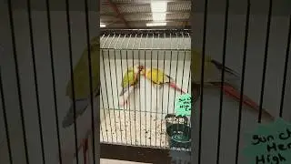 Embba bird show 1